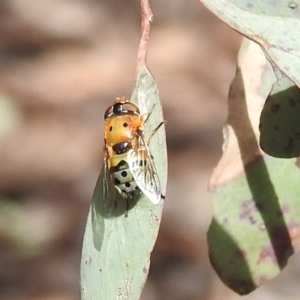 Austalis pulchella at Kambah, ACT - 16 Oct 2022 04:10 PM