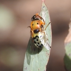 Austalis pulchella at Kambah, ACT - 16 Oct 2022 04:10 PM