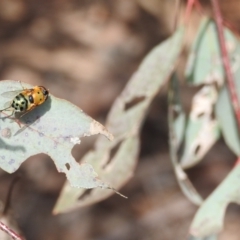 Austalis pulchella at Kambah, ACT - 16 Oct 2022 04:10 PM