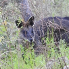 Wallabia bicolor (Swamp Wallaby) at Kambah, ACT - 16 Oct 2022 by HelenCross