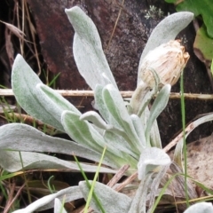 Leucochrysum alpinum (Alpine Sunray) at Cotter River, ACT - 12 Oct 2022 by sangio7