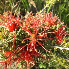 Grevillea juniperina (Grevillea) at Kambah, ACT - 16 Oct 2022 by HelenCross