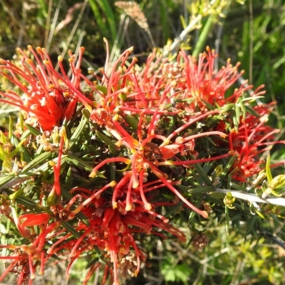 Grevillea juniperina (Grevillea) at McQuoids Hill - 16 Oct 2022 by HelenCross