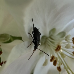 Alleculinae sp. (Subfamily) (Unidentified Comb-clawed beetle) at Murrumbateman, NSW - 16 Oct 2022 by SimoneC