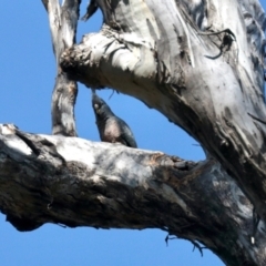 Callocephalon fimbriatum (Gang-gang Cockatoo) at Carwoola, NSW - 12 Oct 2022 by JBrickhill