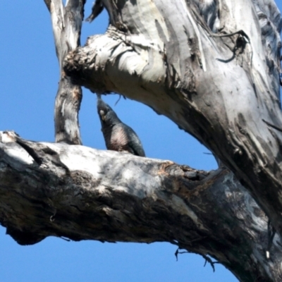 Callocephalon fimbriatum (Gang-gang Cockatoo) at Stony Creek Nature Reserve - 12 Oct 2022 by JBrickhill