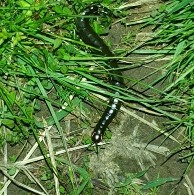 Scolopendromorpha (order) (A centipede) at Aranda Bushland - 16 Oct 2022 by LD12