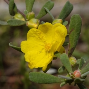 Hibbertia obtusifolia at Stromlo, ACT - 16 Oct 2022 11:59 AM