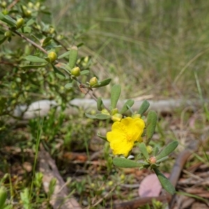 Hibbertia obtusifolia at Stromlo, ACT - 16 Oct 2022 11:59 AM