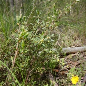 Hibbertia obtusifolia at Stromlo, ACT - 16 Oct 2022 11:59 AM