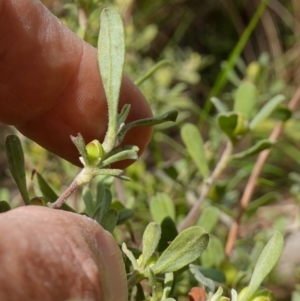 Hibbertia obtusifolia at Stromlo, ACT - 16 Oct 2022 11:59 AM