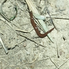 Anzoplana trilineata (A Flatworm) at Aranda Bushland - 16 Oct 2022 by LD12