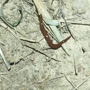 Anzoplana trilineata at Molonglo Valley, ACT - 16 Oct 2022