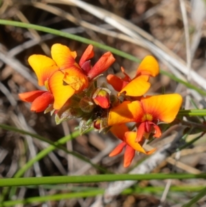 Dillwynia sericea at Stromlo, ACT - 16 Oct 2022