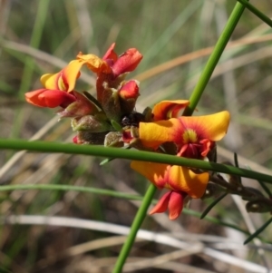 Dillwynia sericea at Stromlo, ACT - 16 Oct 2022