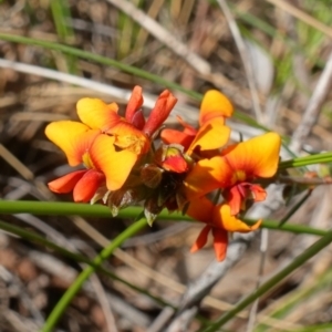 Dillwynia sericea at Stromlo, ACT - 16 Oct 2022