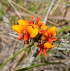 Dillwynia sericea at Stromlo, ACT - 16 Oct 2022