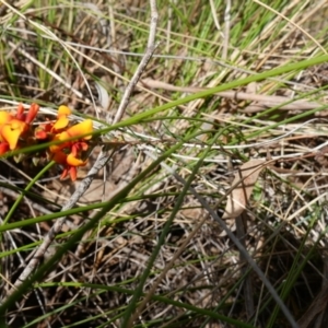 Dillwynia sericea at Stromlo, ACT - 16 Oct 2022