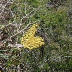 Dendrobium speciosum (Rock Lily) at Bungonia, NSW - 16 Oct 2022 by Ned_Johnston