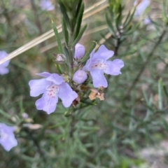 Westringia eremicola (Slender Western Rosemary) at Bungonia, NSW - 16 Oct 2022 by Ned_Johnston