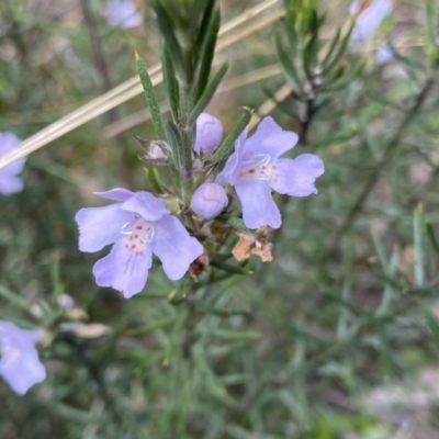 Westringia eremicola (Slender Western Rosemary) at Bungonia National Park - 16 Oct 2022 by NedJohnston