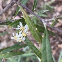 Olearia viscidula (Wallaby Weed) at Bungonia, NSW - 16 Oct 2022 by Ned_Johnston