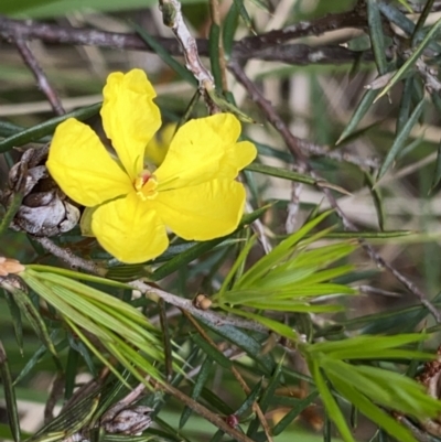Hibbertia acicularis (Prickly Guinea-flower) at Bungonia National Park - 16 Oct 2022 by NedJohnston