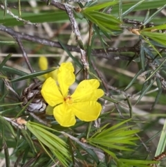 Hibbertia acicularis at Bungonia, NSW - 16 Oct 2022