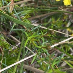 Hibbertia acicularis at Bungonia, NSW - 16 Oct 2022 12:09 PM