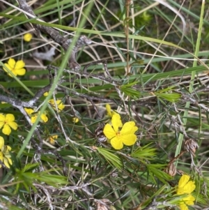 Hibbertia acicularis at Bungonia, NSW - 16 Oct 2022 12:09 PM