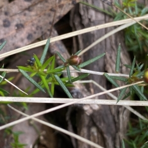 Hibbertia acicularis at Bungonia, NSW - 16 Oct 2022