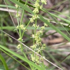 Galium gaudichaudii (Rough Bedstraw) at Bungonia, NSW - 16 Oct 2022 by NedJohnston