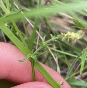 Galium gaudichaudii at Bungonia, NSW - 16 Oct 2022