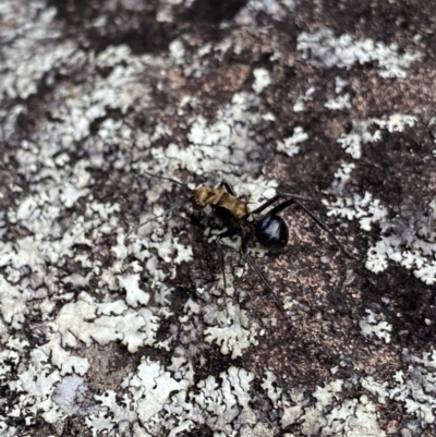 Polyrhachis semiaurata (A golden spiny ant) at Bungonia, NSW - 16 Oct 2022 by Ned_Johnston