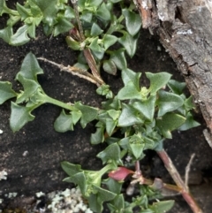 Einadia trigonos (Fishweed) at Bungonia, NSW - 16 Oct 2022 by NedJohnston