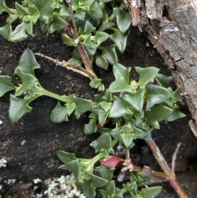 Einadia trigonos (Fishweed) at Bungonia, NSW - 16 Oct 2022 by NedJohnston
