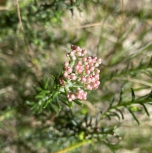 Ozothamnus diosmifolius at Bungonia, NSW - 16 Oct 2022