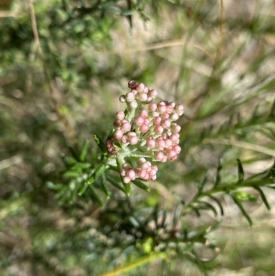 Ozothamnus diosmifolius (Rice Flower, White Dogwood, Sago Bush) at Bungonia, NSW - 16 Oct 2022 by Ned_Johnston