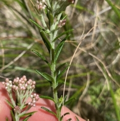 Ozothamnus diosmifolius at Bungonia, NSW - 16 Oct 2022