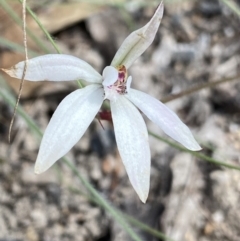 Caladenia fuscata (Dusky Fingers) at Bungonia National Park - 16 Oct 2022 by NedJohnston