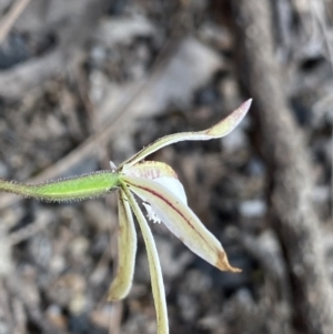 Caladenia fuscata at Bungonia, NSW - 16 Oct 2022