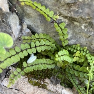 Asplenium trichomanes at Bungonia, NSW - 16 Oct 2022