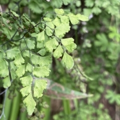 Adiantum aethiopicum (Common Maidenhair Fern) - 1 Jan 1900 by NedJohnston