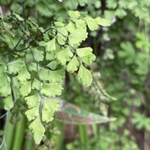 Adiantum aethiopicum at Bungonia, NSW - 16 Oct 2022