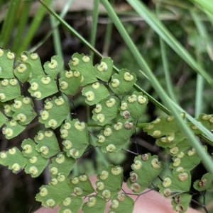 Adiantum aethiopicum at Bungonia, NSW - 16 Oct 2022