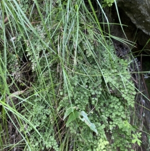 Adiantum aethiopicum at Bungonia, NSW - 16 Oct 2022