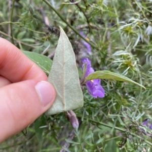 Solanum celatum at Bungonia, NSW - 16 Oct 2022