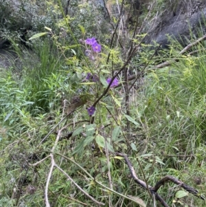 Solanum celatum at Bungonia, NSW - 16 Oct 2022