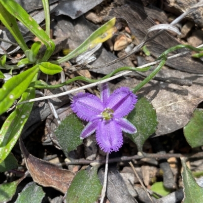 Thysanotus patersonii (Twining Fringe Lily) at Bungonia, NSW - 16 Oct 2022 by NedJohnston