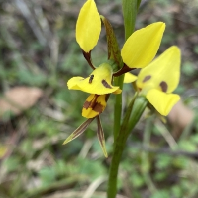 Diuris sulphurea (Tiger Orchid) at Bungonia National Park - 16 Oct 2022 by NedJohnston